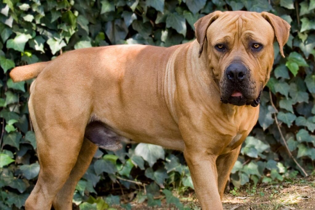 brown Boerboel dog