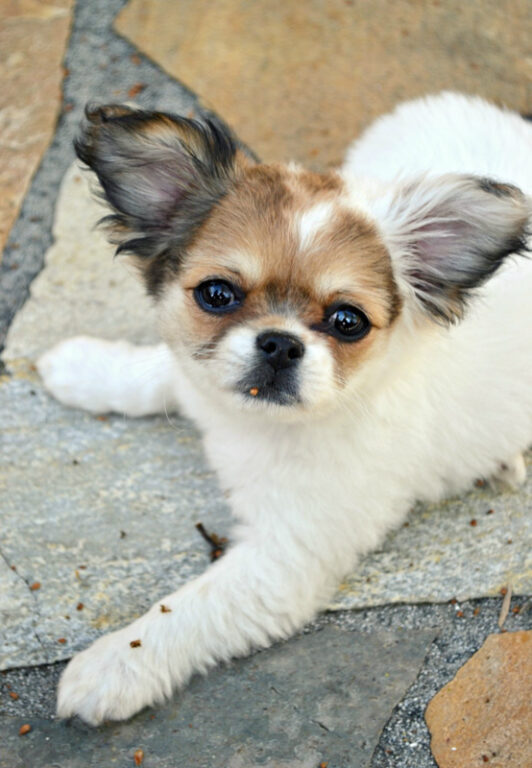 Chihuahua Shih Tzu Mix Dogs (2022) I 13 Things Prospective Owners Need