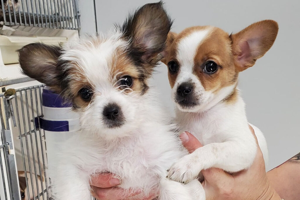 Chihuahua Shih Tzu Mix two puppies