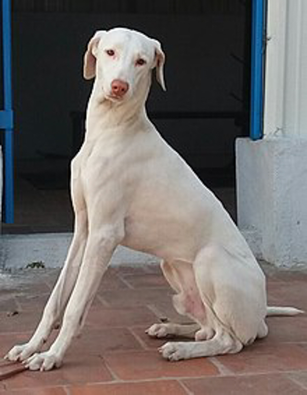 23 Best Indian Dog Breeds (2022) You'll Love 5 white Rajapalayam