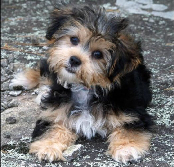 shih-tzu-mixed-with-yorkie-2022-14-things-owners-need-to-know-i-dog-snobs