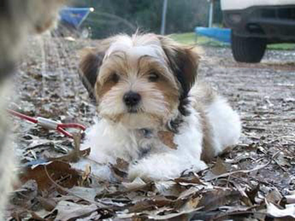 Shih Tzu Mixed with Yorkie brown and white