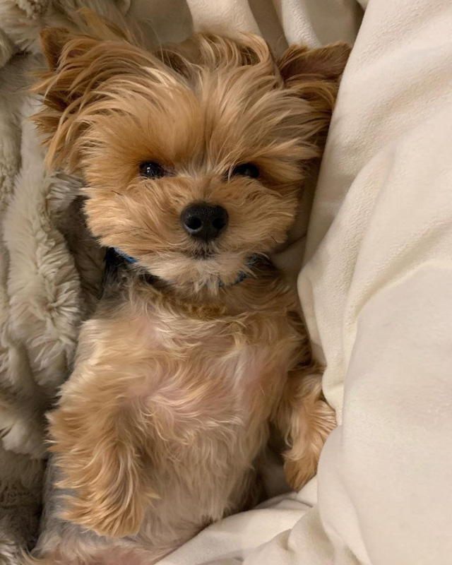 Shih Tzu Mixed with Yorkie brown puppy