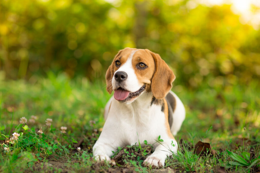 beagle dog best behaved dog breeds