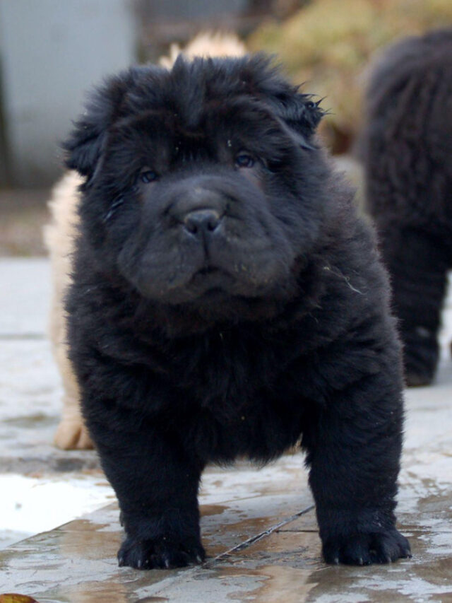 Bear Coat Shar Pei Dog Breed: 13 Things You Need to Know Story