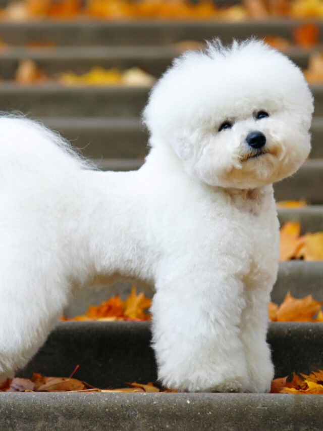 27 Most Beautiful Dog Breeds You’ll Adore Story