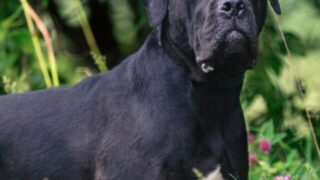 cropped-Cane-Corso-black-dog.jpg