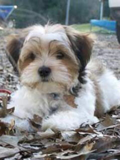cropped-Shih-Tzu-Mixed-with-Yorkie-brown-and-white.jpg