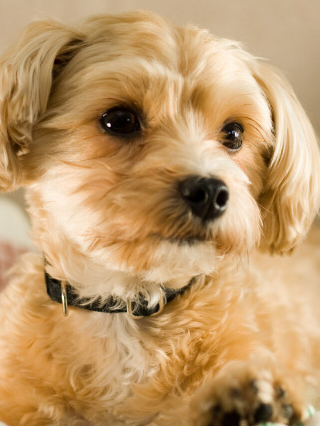 14 Things to Know about the Shih Tzu Mixed with Yorkie Story