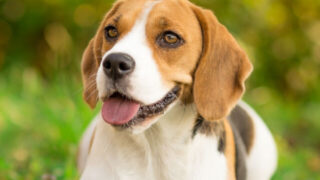 cropped-beagle-dog.jpg