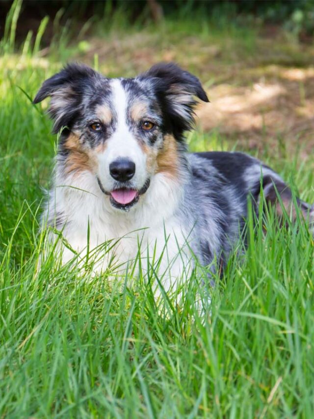 Border Collie Blue Merles: 13 Things You Need To Know Story - Thedogsnobs