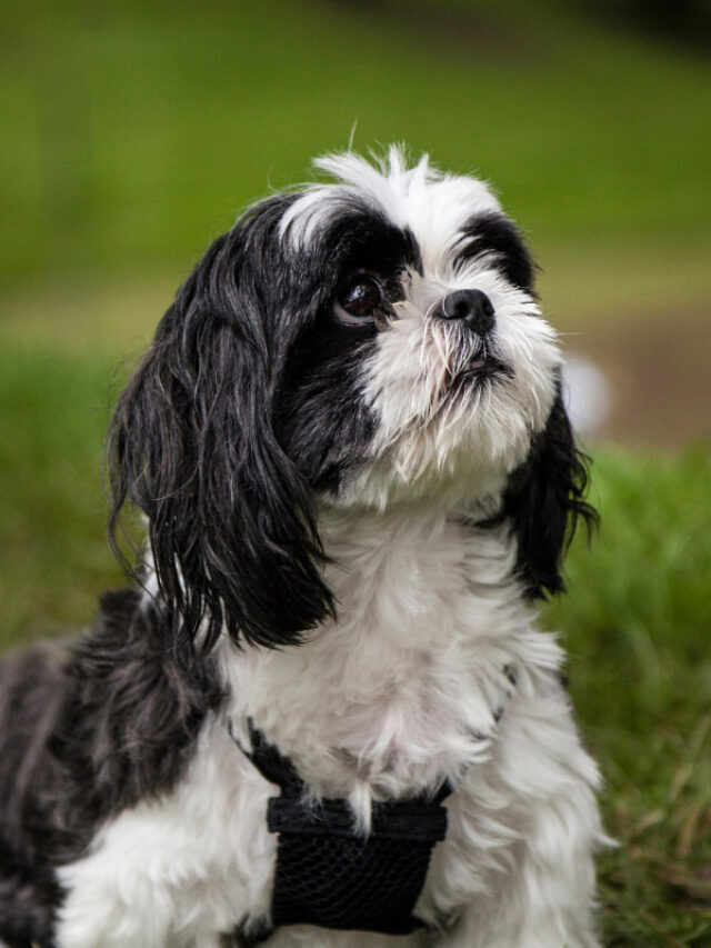 Maltese Mix Shih Tzu 13 Things You Need to Know Story