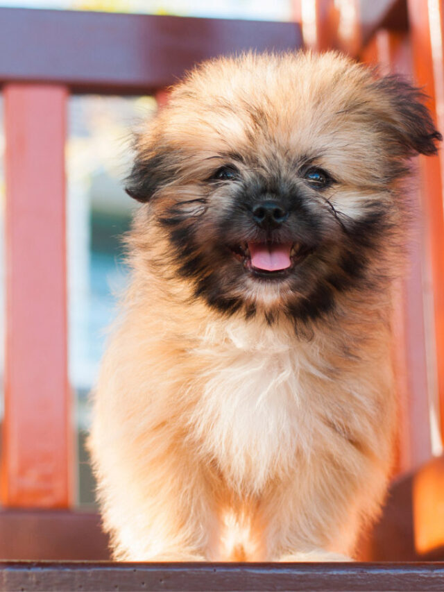 Shih Tzu Pomeranian 13 Things Owners Need to Know Story