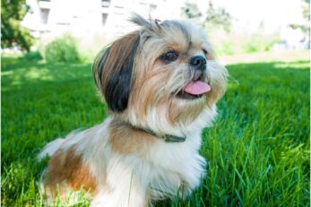 Maltese Mix Shih Tzu (2022) 13 Things You Need to Know I Dog Snobs