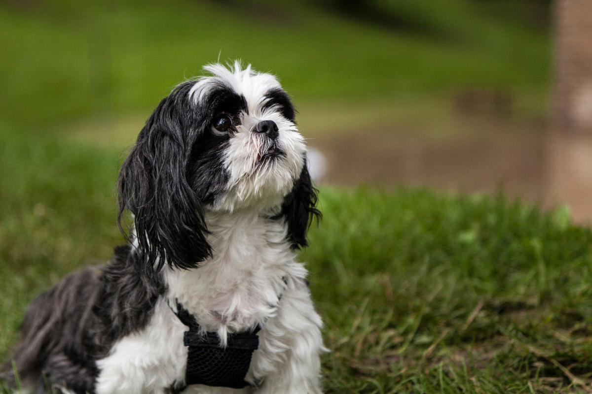 Maltese Mix Shih Tzu (2022) 13 Things You Need to Know