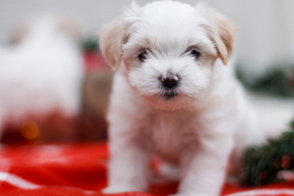 white shih tzu maltese puppy