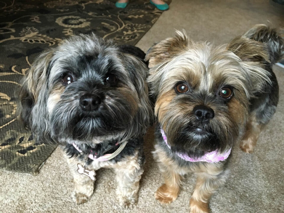 Shih Tzu Mixed with Yorkie (2022) 14 Things Owners Need to Know I Dog Snobs