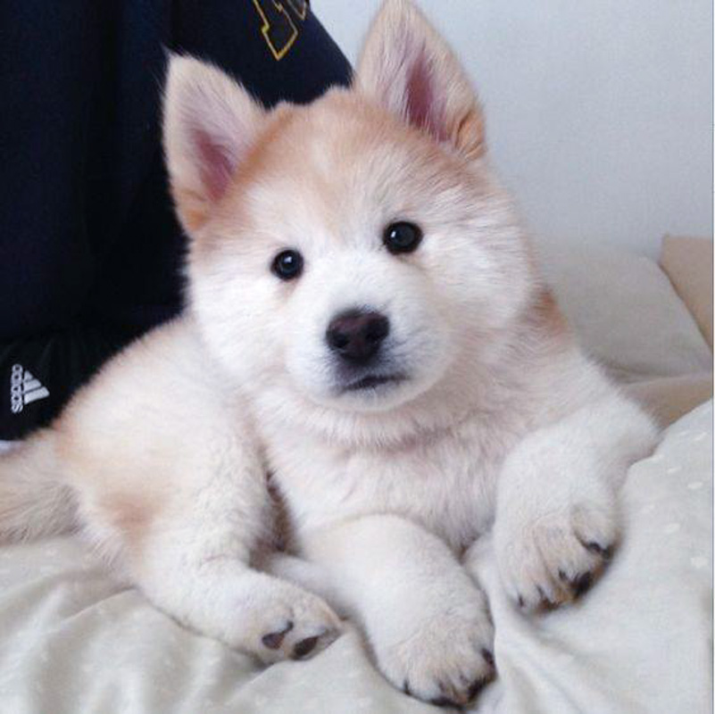 brown and white chow chow husky