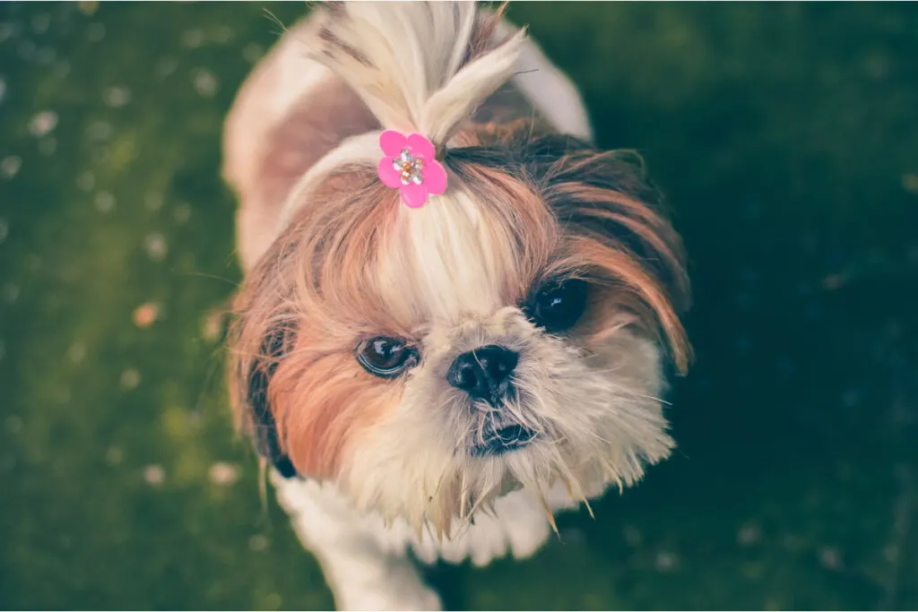 imperial teacup shih tzu