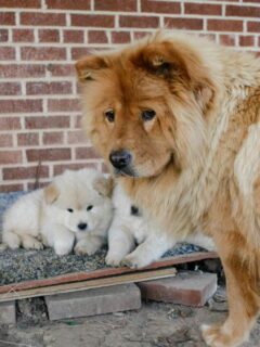 brown chow chow husky with puppies