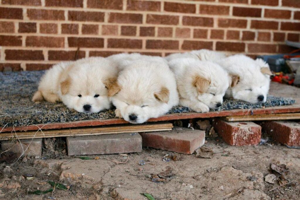 Chow Chow Husky (2022) 20 Things all Owners Should Know 8 chow chow huksy puppies