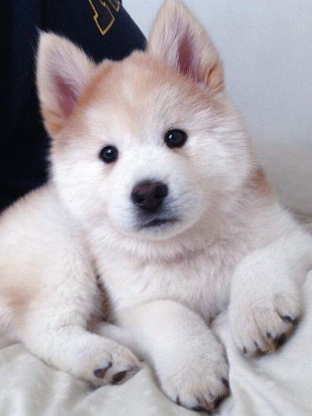 20 Things to Know about the Chow Chow Husky Story