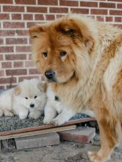cropped-brown-chow-chow-husky-with-puppies.jpg