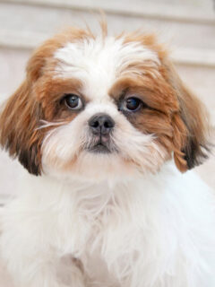 cropped-brown-faced-white-body-shih-tzu-imperial.jpg