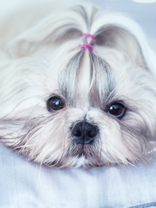 How Long Do Shih Tzus Live? | 13 Things to Know Story
