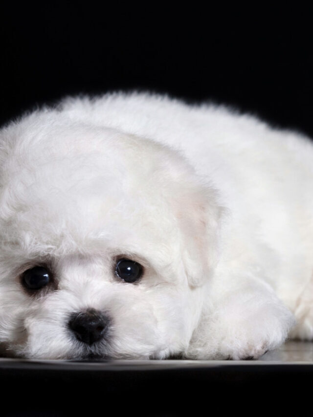 Teacup Bichon FriseI 13 Things Owners Need to Know Story