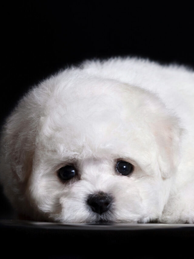 Teacup Bichon Frise – 13 Things Owners Need to Know Story
