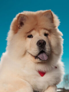cropped-white-and-brown-chow-chow-husky-against-blue-sky.jpg