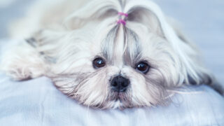 long haired white imperial shih tzu