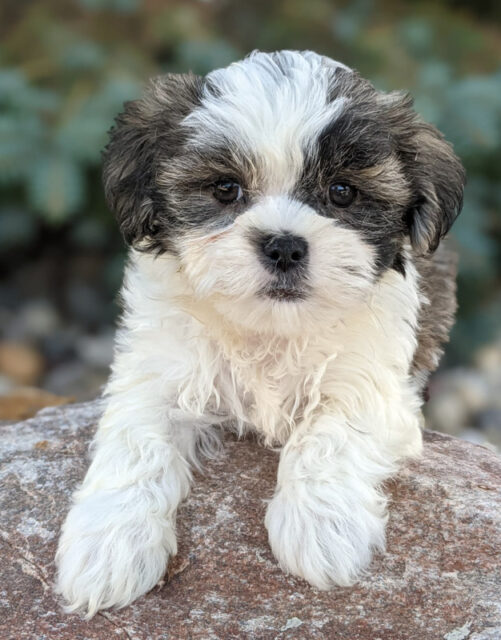 Shih Tzu Mini (2022) 13 Things to Know About Your Teacup Shih Tzu I Dog ...
