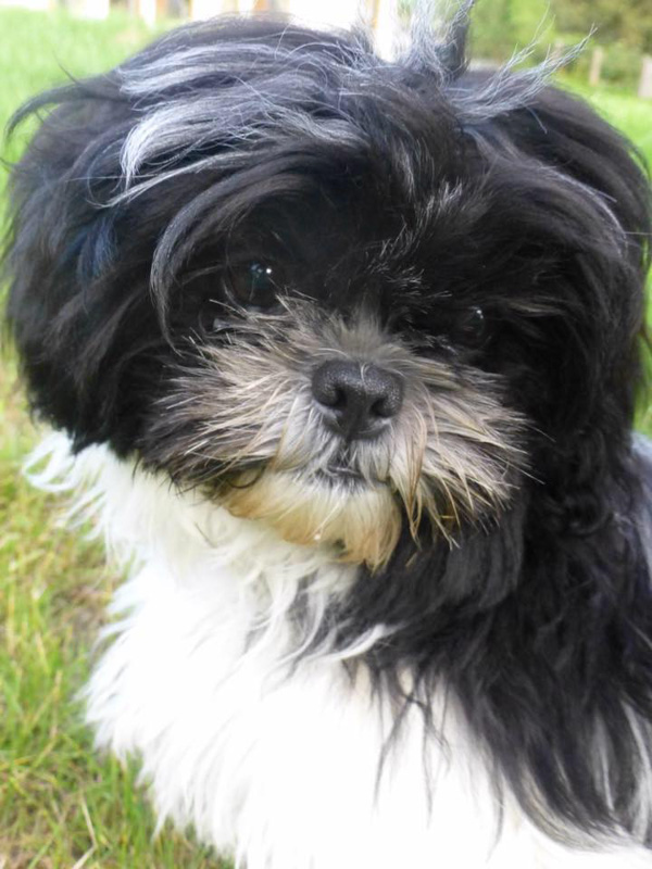 How Long Do Shih Tzus Live? (2022) | 13 Things to Know 3 shih tzu mini 5