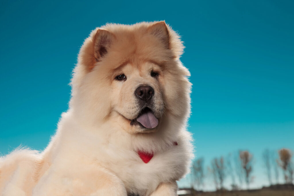 white and brown chow chow husky against blue sky