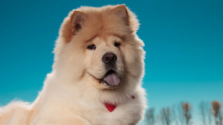 white and brown chow chow husky against blue sky