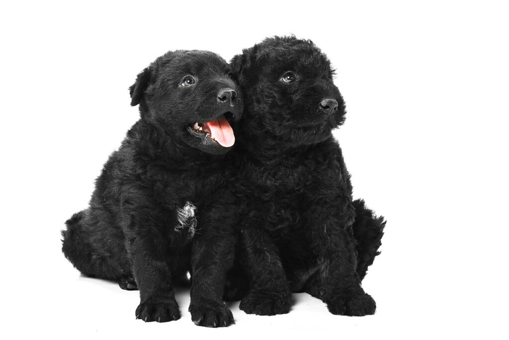 Black puli dogs