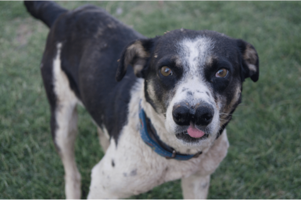 23 Weird Dog Breeds (2022) You May Not Know 18 23 Weird Dog Breeds (2022) You May Not Know 1