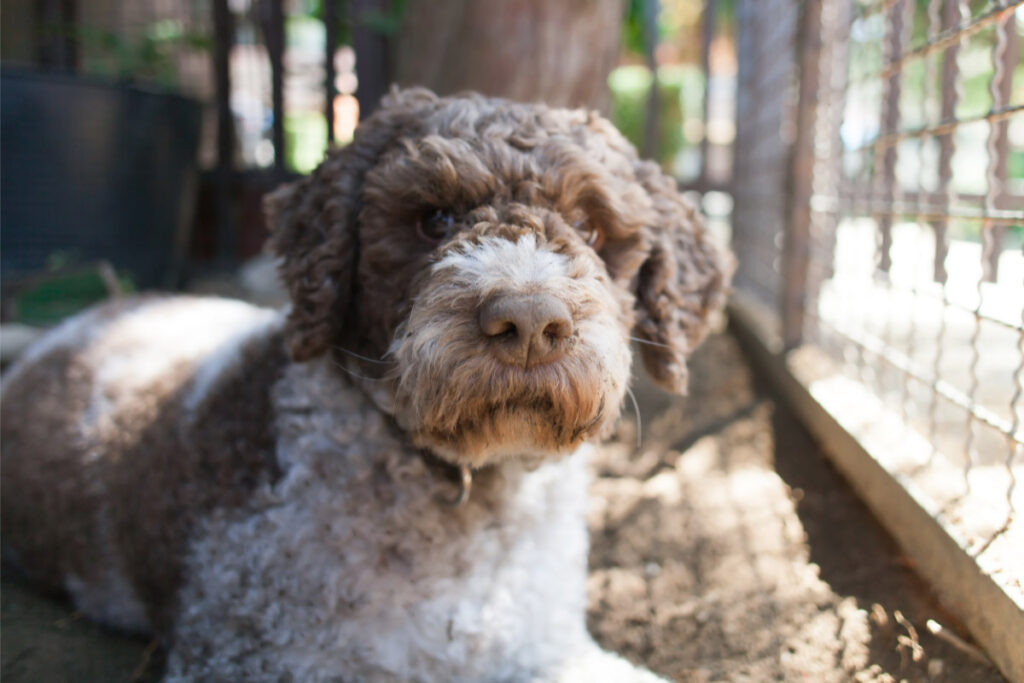 23 Weird Dog Breeds (2022) You May Not Know 17 Lagotto Romagnolo weird dog breeds
