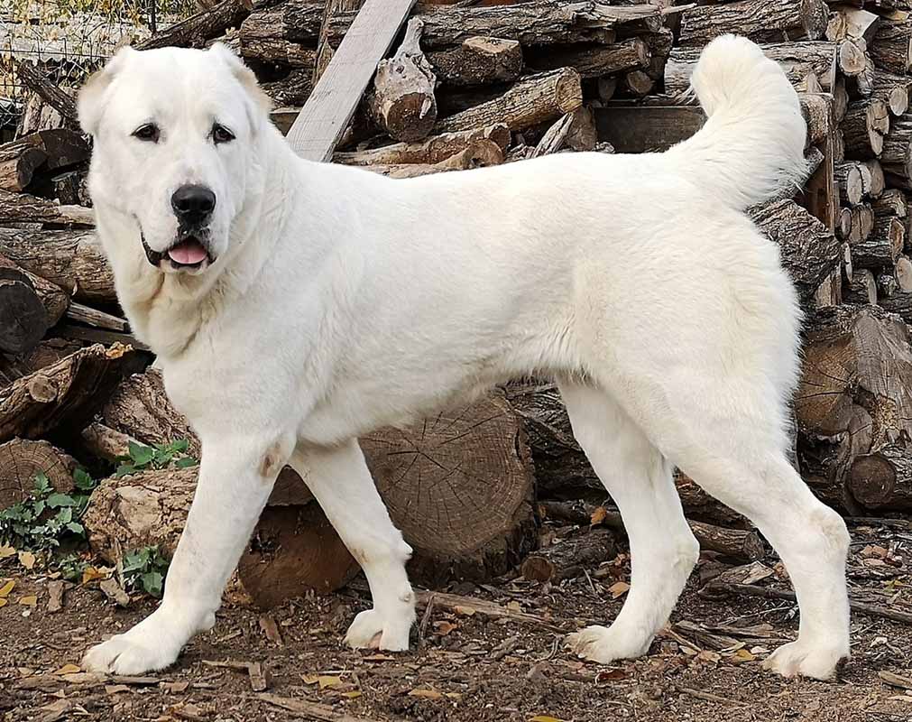 afghan shepherd dog