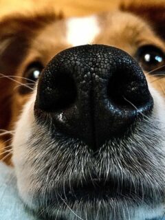 big dog nose in focus