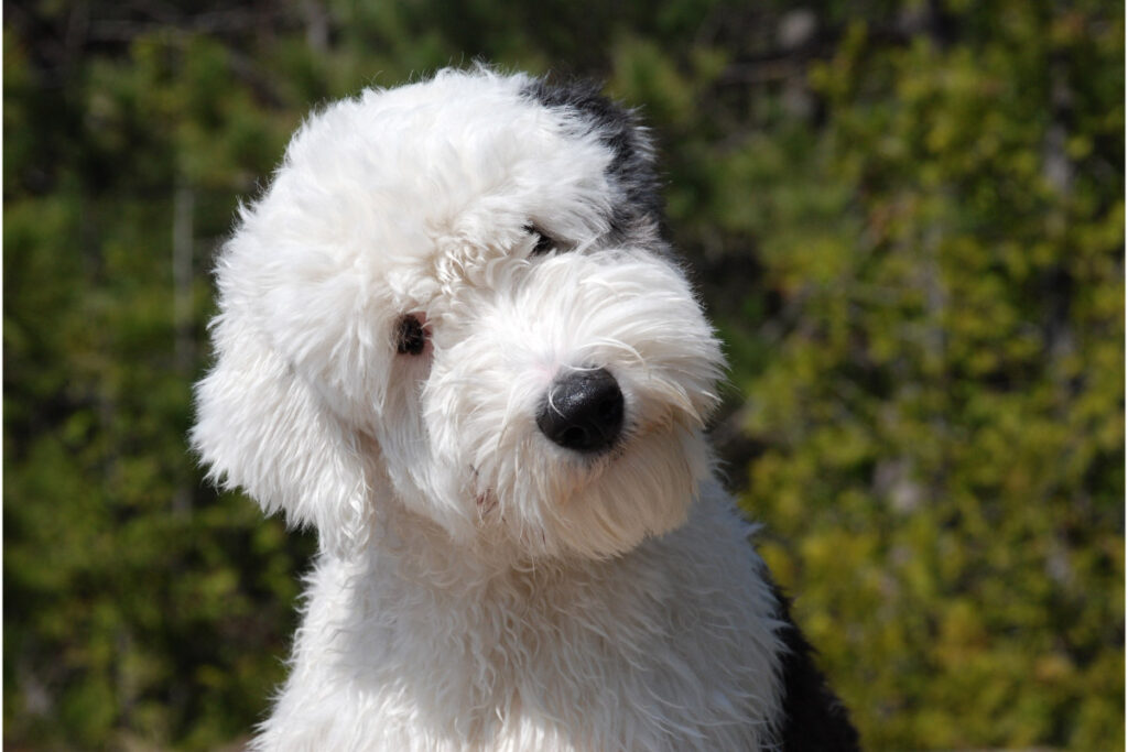 black and white goldendoodle