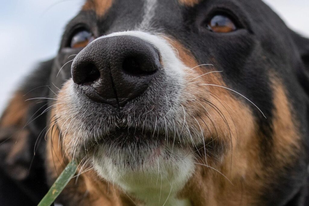 black dog nose in focus