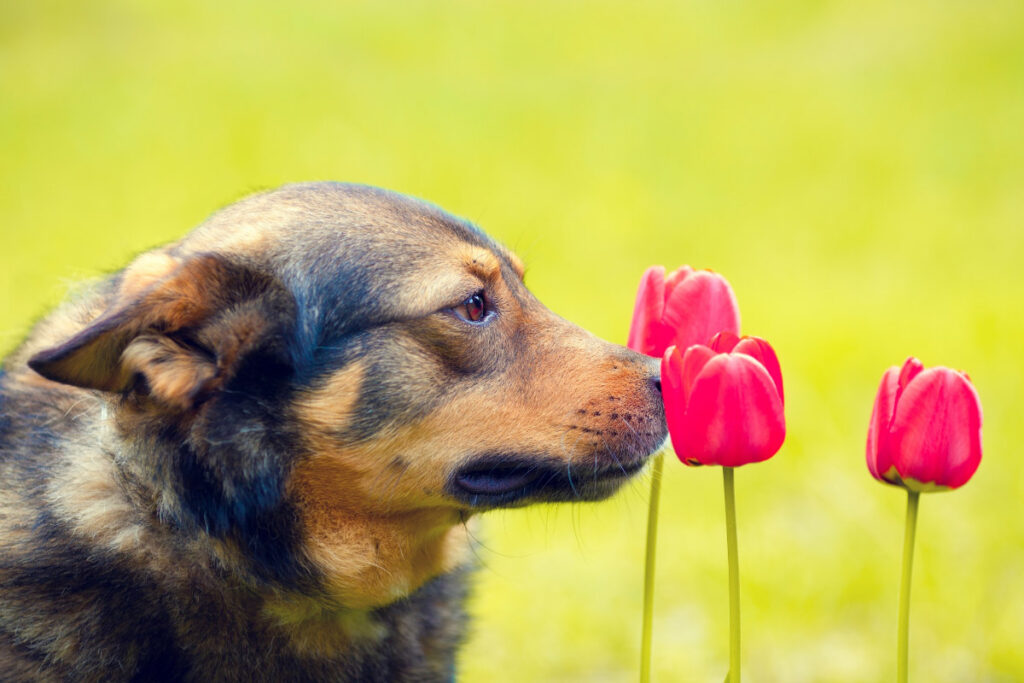 brown dog sniffs tulips