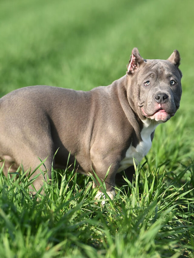 25 Dog Breeds That Look Like Pitbulls but Aren’t Story