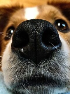 cropped-big-dog-nose-in-focus.jpg