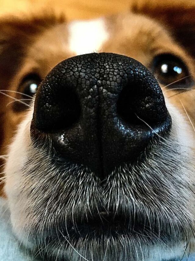 What Does It Mean When a Dog’s Nose Is Dry? Things to Know Story