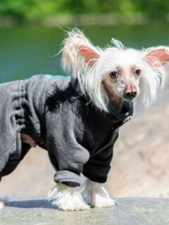 cropped-chinese-crested_-2.jpg