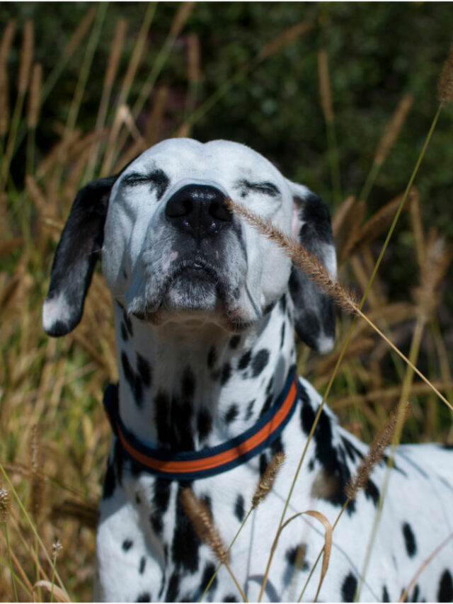 15 Smells Dogs Hate | Keep These Odors Away From Your Pup Story